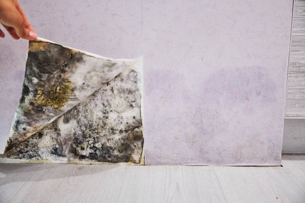 Best Attic Mold Remediation in Meridian Hills, IN